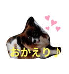 パピヨン大好き♪（個別スタンプ：5）