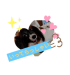 パピヨン大好き♪（個別スタンプ：6）