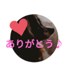 パピヨン大好き♪（個別スタンプ：7）