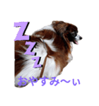 パピヨン大好き♪（個別スタンプ：8）