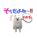 ポメコロちゃん 4（個別スタンプ：1）