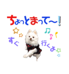 ポメコロちゃん 4（個別スタンプ：3）