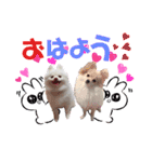 ポメコロちゃん 4（個別スタンプ：13）