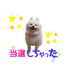 ポメコロちゃん 4（個別スタンプ：31）