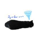 ハチワレ姉妹とめるちゃん2（個別スタンプ：3）