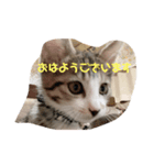 子猫の蛍スタンプ（個別スタンプ：1）