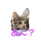 子猫の蛍スタンプ（個別スタンプ：2）