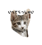 子猫の蛍スタンプ（個別スタンプ：4）