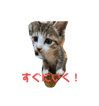 子猫の蛍スタンプ（個別スタンプ：5）