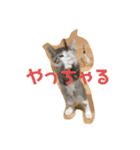 子猫の蛍スタンプ（個別スタンプ：6）