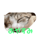 子猫の蛍スタンプ（個別スタンプ：8）