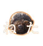 トイプードルぽん（個別スタンプ：6）