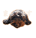 トイプードルぽん（個別スタンプ：10）