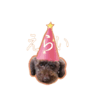 トイプードルぽん（個別スタンプ：13）