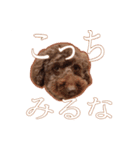 トイプードルぽん（個別スタンプ：14）