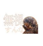トイプードルぽん（個別スタンプ：16）