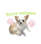 なっつ♡ぴのんコラボスタンプEnglish ver.（個別スタンプ：2）