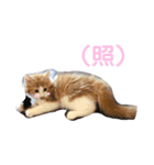もふもふノアちゃん（個別スタンプ：3）