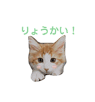 もふもふノアちゃん（個別スタンプ：7）