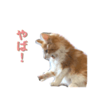 もふもふノアちゃん（個別スタンプ：8）