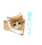 もふもふノアちゃん（個別スタンプ：9）