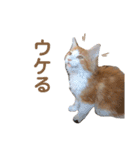 もふもふノアちゃん（個別スタンプ：11）