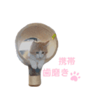 もふもふノアちゃん（個別スタンプ：12）