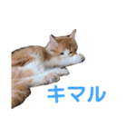 もふもふノアちゃん（個別スタンプ：14）