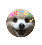 my family pets！（個別スタンプ：1）