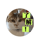 my family pets！（個別スタンプ：3）