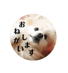 my family pets！（個別スタンプ：4）