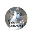 my family pets！（個別スタンプ：5）