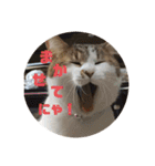 my family pets！（個別スタンプ：6）