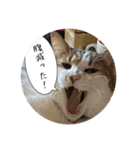 my family pets！（個別スタンプ：7）