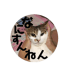 my family pets！（個別スタンプ：9）