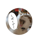my family pets！（個別スタンプ：10）