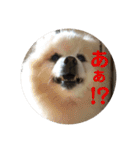 my family pets！（個別スタンプ：11）