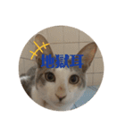 my family pets！（個別スタンプ：12）