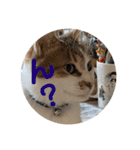 my family pets！（個別スタンプ：14）
