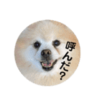 my family pets！（個別スタンプ：15）