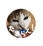 my family pets！（個別スタンプ：17）