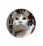 my family pets！（個別スタンプ：18）