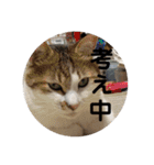 my family pets！（個別スタンプ：19）