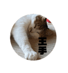 my family pets！（個別スタンプ：20）