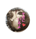 my family pets！（個別スタンプ：21）