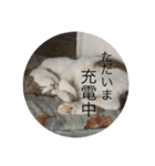 my family pets！（個別スタンプ：23）