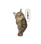 こってぃーとりーちゃんの尊いスタンプ（個別スタンプ：13）