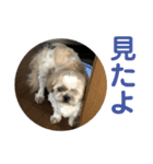 そっちゃんスタンプ2（個別スタンプ：8）