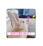 うさぎのむぎくん。（個別スタンプ：5）
