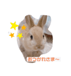 うさぎのむぎくん。（個別スタンプ：7）